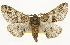  ( - CSUPOBK-1663)  @14 [ ] CreativeCommons - Attribution (2010) CBG Photography Group Centre for Biodiversity Genomics