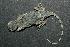  (Phrynocephalus scutellatus - RuHF-088-2)  @13 [ ] Unspecified (default): All Rights Reserved  Unspecified Unspecified