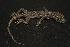  (Mediodactylus russowii russowii - ZMMU R-11404-1)  @14 [ ] Unspecified (default): All Rights Reserved  Unspecified Unspecified