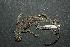  (Phrynocephalus maculatus - R-096-1)  @14 [ ] Unspecified (default): All Rights Reserved  Unspecified Unspecified