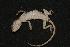  ( - ZMMU-R-11737-1)  @13 [ ] Unspecified (default): All Rights Reserved  Unspecified Unspecified