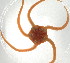  ( - 10BPBS-0041)  @12 [ ] CreativeCommons - Attribution  CBG Photography Group Centre for Biodiversity Genomics