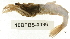  (Argis - 10BPBS-0096)  @14 [ ] CreativeCommons - Attribution (2010) CBG Photography Group Centre for Biodiversity Genomics