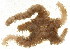  ( - 10BPBS-0119)  @12 [ ] CreativeCommons - Attribution  CBG Photography Group Centre for Biodiversity Genomics