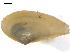  ( - 10BPBS-0135)  @13 [ ] CreativeCommons - Attribution  CBG Photography Group Centre for Biodiversity Genomics