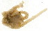  ( - 10BPBS-0136)  @12 [ ] CreativeCommons - Attribution  CBG Photography Group Centre for Biodiversity Genomics