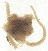  ( - 10BPBS-0138)  @12 [ ] CreativeCommons - Attribution  CBG Photography Group Centre for Biodiversity Genomics