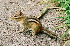  (Tamias striatus - HBL008412)  @14 [ ] CreativeCommons - Attribution (2006) Unspecified Centre for Biodiversity Genomics