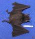  ( - 05-PARA-0093)  @14 [ ] Copyright (2005) Unspecified Museum of Southwestern Biology