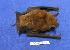  ( - 05-PARA-0096)  @14 [ ] Copyright (2005) Unspecified Museum of Southwestern Biology