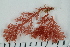  ( - 2016_BIO309A_03)  @11 [ ] CreativeCommons - Attribution Non-Commercial Share-Alike (2016) University of Bergen University of Bergen, Natural History Collections