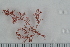  ( - 2016_BIO309A_04)  @11 [ ] CreativeCommons - Attribution Non-Commercial Share-Alike (2016) University of Bergen University of Bergen, Natural History Collections