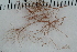  ( - 2016_BIO309A_18)  @11 [ ] CreativeCommons - Attribution Non-Commercial Share-Alike (2016) University of Bergen University of Bergen, Natural History Collections
