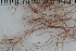  ( - 2016_BIO309A_18)  @11 [ ] CreativeCommons - Attribution Non-Commercial Share-Alike (2016) University of Bergen University of Bergen, Natural History Collections