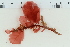  ( - 2016_BIO309A_19)  @11 [ ] CreativeCommons - Attribution Non-Commercial Share-Alike (2016) University of Bergen University of Bergen, Natural History Collections
