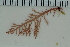  ( - 2016_BIO309A_21)  @11 [ ] CreativeCommons - Attribution Non-Commercial Share-Alike (2016) University of Bergen University of Bergen, Natural History Collections