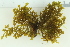  (Osmundea oederi - 2016_BIO309A_34)  @11 [ ] CreativeCommons - Attribution Non-Commercial Share-Alike (2016) University of Bergen University of Bergen, Natural History Collections