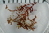  ( - 2016_BIO309A_81)  @11 [ ] CreativeCommons - Attribution Non-Commercial Share-Alike (2016) University of Bergen University of Bergen, Natural History Collections