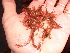  (Dasya plumosa - GWS013462)  @13 [ ] CreativeCommons - Attribution Non-Commercial Share-Alike (2010) Unspecified University of New Brunswick