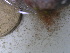  (Ceramialean sp - GWS025761)  @11 [ ] Unspecified (default): All Rights Reserved  Unspecified Unspecified