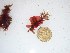  (Nitophyllum sp - GWS027384)  @11 [ ] Unspecified (default): All Rights Reserved  Unspecified Unspecified