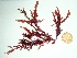  (Ptilota asplenioides - GWS035795)  @11 [ ] Unspecified (default): All Rights Reserved  Unspecified Unspecified