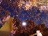  (Microcladia sp. 1Cal - GWS035961)  @11 [ ] Unspecified (default): All Rights Reserved  Unspecified Unspecified