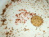  ( - GWS036729)  @11 [ ] Unspecified (default): All Rights Reserved  Unspecified Unspecified