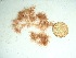  (Spyridia sp - GWS037687)  @11 [ ] Unspecified (default): All Rights Reserved  Unspecified Unspecified