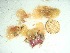  (Martensia sp. 1Cocos - GWS037692)  @11 [ ] Unspecified (default): All Rights Reserved  Unspecified Unspecified