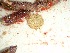  (Platysiphonia sp. 1Cocos - GWS037812)  @11 [ ] Unspecified (default): All Rights Reserved  Unspecified Unspecified