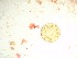  (Halopeltis sp. 2Cocos - GWS037813)  @11 [ ] Unspecified (default): All Rights Reserved  Unspecified Unspecified