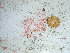  (Campylaephora gardneri - GWS038951)  @11 [ ] Unspecified (default): All Rights Reserved  Unspecified Unspecified