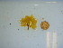  (Osmundea sp. 1oederi - GWS039850)  @11 [ ] Unspecified (default): All Rights Reserved  Unspecified Unspecified