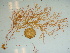  (Ceramium sp. MAR5 - GWS040042)  @11 [ ] Unspecified (default): All Rights Reserved  Unspecified Unspecified