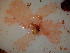  (Nitophyllum punctatum - GWS040622)  @11 [ ] Unspecified (default): All Rights Reserved  Unspecified Unspecified