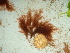  (Savoiea sp. 1Nome - GWS041851)  @11 [ ] Unspecified (default): All Rights Reserved  Unspecified Unspecified