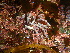  ( - GWS043767)  @11 [ ] Unspecified (default): All Rights Reserved  Unspecified Unspecified