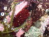  (Rhodophysema - GWS047213)  @11 [ ] Unspecified (default): All Rights Reserved  Unspecified Unspecified