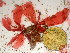  (Phycodrys australasica - GWS047908)  @11 [ ] Unspecified (default): All Rights Reserved  Unspecified Unspecified