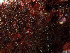  (Pterocladiella caloglossoides - GWS048308)  @11 [ ] Unspecified (default): All Rights Reserved  Unspecified Unspecified