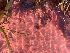  (Polysiphonia sp. 3stricta - GWS048784)  @11 [ ] Unspecified (default): All Rights Reserved  Unspecified Unspecified