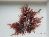  (Ptilota sp. 1Kam - KAM0043)  @11 [ ] Unspecified (default): All Rights Reserved  Unspecified Unspecified
