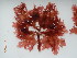  (Phycodrys valentinae - KAM0086)  @11 [ ] Unspecified (default): All Rights Reserved  Unspecified Unspecified