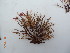  (Phycoflabellina avachensis - KAM0094)  @11 [ ] Unspecified (default): All Rights Reserved  Unspecified Unspecified