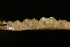  ( - ZMMU S-175153)  @12 [ ] Copyright (2008) Zoological Museum of Moscow University Zoological Museum of Moscow University