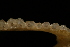  ( - ZMMU S-175153)  @12 [ ] Copyright (2008) Zoological Museum of Moscow University Zoological Museum of Moscow University