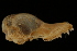  ( - ZMMU S-175153)  @12 [ ] Copyright (2008) Zoological Museum of Moscow University Zoological Museum of Moscow University