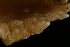 ( - ZMMU S-175153)  @12 [ ] Copyright (2008) Zoological Museum of Moscow University Zoological Museum of Moscow University