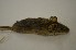  (Micaelamys - DNMNH M-044673)  @12 [ ] Copyright (2013) Ditsong National Museum of Natural History Ditsong National Museum of Natural History